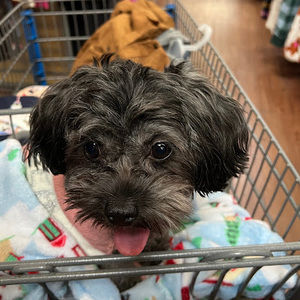 Meet your Posher, Brianna